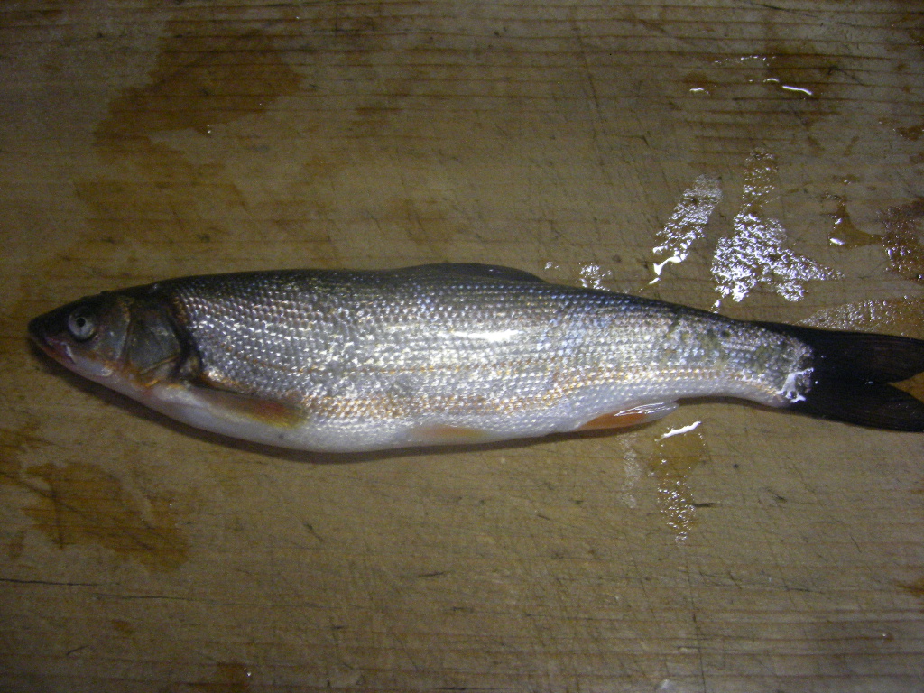 花田屋 ちょっと可愛そうな魚