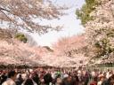 ueno_park1a.jpg